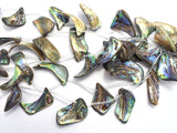 Abalone (18-25)x(28-35)mm Free Form Beads, Side Drilled, 14 Inch-BeadBeyond